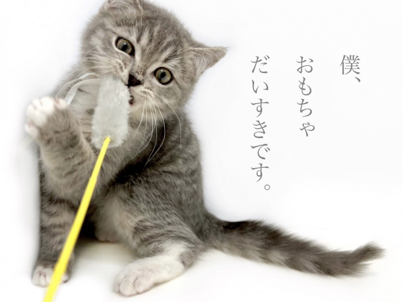 おもちゃを追いかけ精一杯戦っている姿は健気です！ | マンチカン （150270） - 東川口店