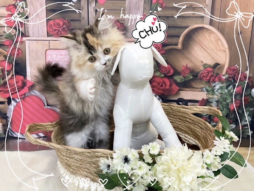 初めて飼う方にも安心してオススメできちゃう猫さん | サイベリアン （312077） - 横浜 港北ニュータウン店