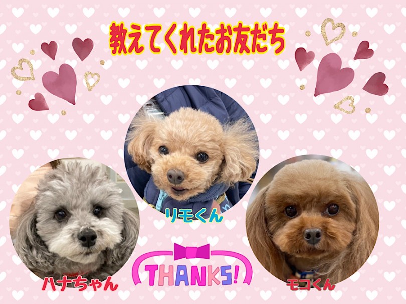 トイ・プードルちゃんとの暮らし | トイプードルの可愛い自慢を卒業生に聞いちゃいました！ - 横浜 港北ニュータウン店