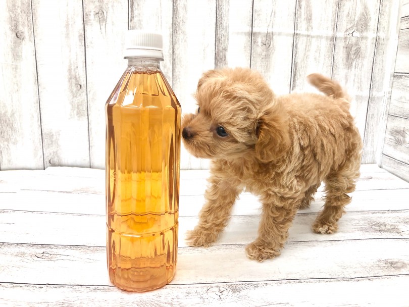 500mlのペットボトルと並んでみる | MIX犬 チワプー (512791) - 本羽田店