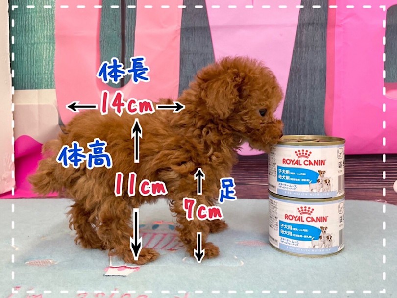 入店時の体重400g | トイ・プードル （312081） - 横浜 港北ニュータウン店