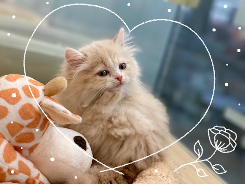 初めて猫さんとの生活をスタートしたい方やお仕事をしてる方。是非会いに来てくださいね。 | ラガマフィン （312083） - 横浜 港北ニュータウン店