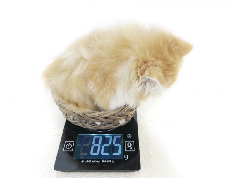 生後60日時点での体重は825g | サイベリアン （814732） - 大和 相模大塚店