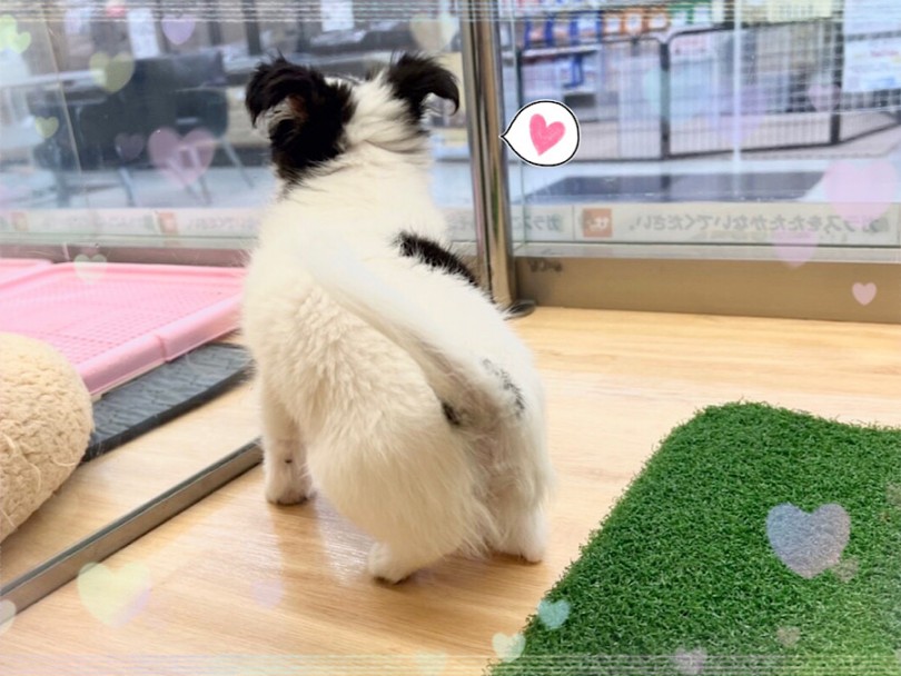 今はいろんな物に興味を持ち、遊ぶようになりました | チワワ （312076） - 横浜 港北ニュータウン店