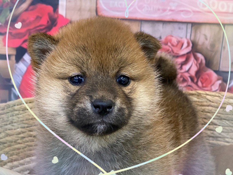 お顔のお肉もタプタプのまん丸たぬき顔 | 柴犬 （312079） - 横浜 港北ニュータウン店