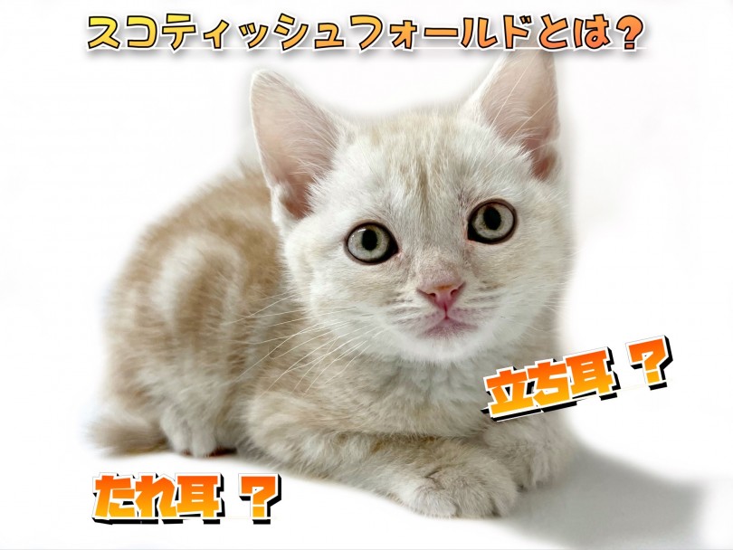 スコティッシュフォールドの秘密 | スコティッシュフォールド （119318） - 梅島店