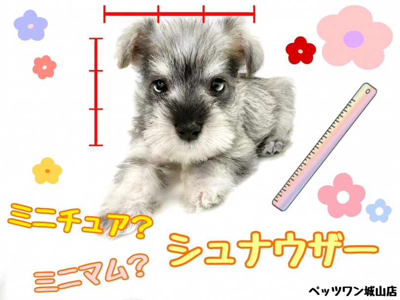 【 ミニチュアシュナウザー 】片手に乗ってしまう驚異の小ささのパピーシュナウザー
