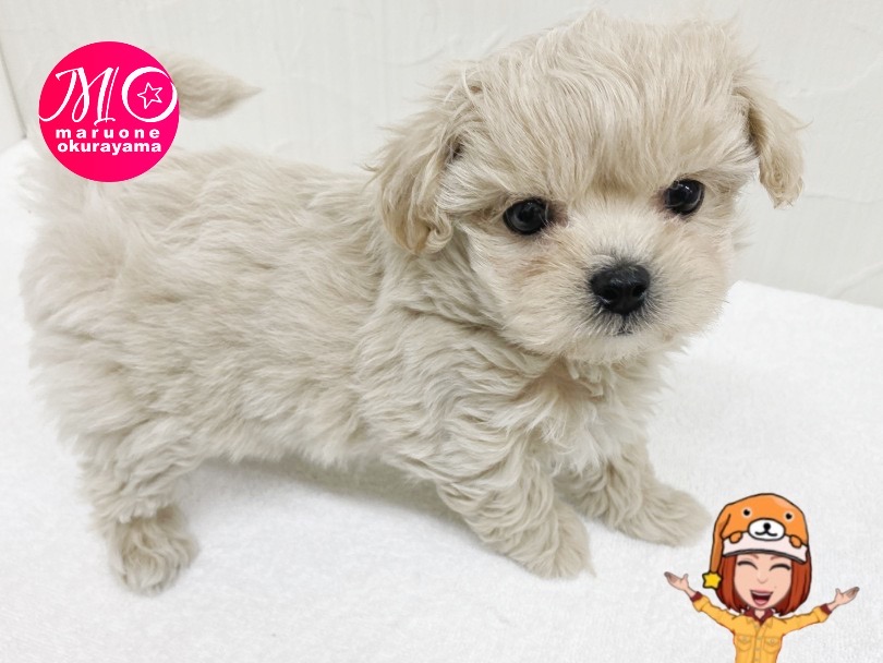 人気の高い体型「ドワーフボディ」 | MIX犬 ペキプー （6131149） - 横浜 大倉山店
