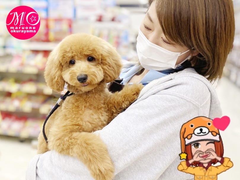 大倉山店スタッフの愛情をたくさん注ぎ込んだ自慢のトイ・プードルちゃんです♡ | トイ・プードル （6131094） - 横浜 大倉山店