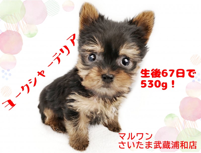 【 ヨークシャーテリア 】生後67日で530g！プレミアムパピー！