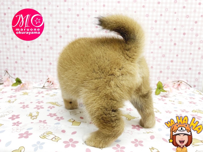 ご来店お待ちしています | 柴犬 （6131151） - 横浜 大倉山店