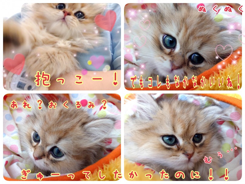 抱っこ嫌いってホント？いいえ！ペルにゃんは抱きしめにゃんこです！！ | ペルシャ （130413） - 高井戸店