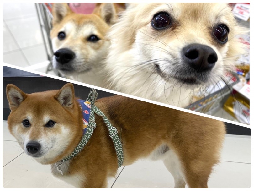 ちくわちゃん(柴犬)8回 ぷくちゃん(豆柴)＆もなちゃん(ポメラニア)7回 | 大倉山365チャレンジ 2月結果報告！ - 横浜 大倉山店