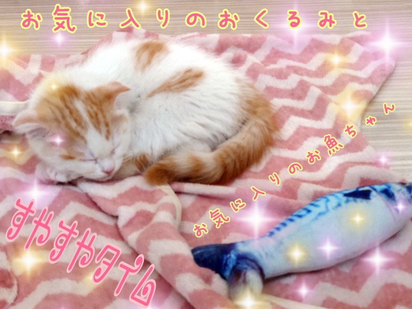 マンションや住宅密集地でも安心して暮らせるおっとりにゃんこです！ | スコティッシュフォールド （130412） - 高井戸店