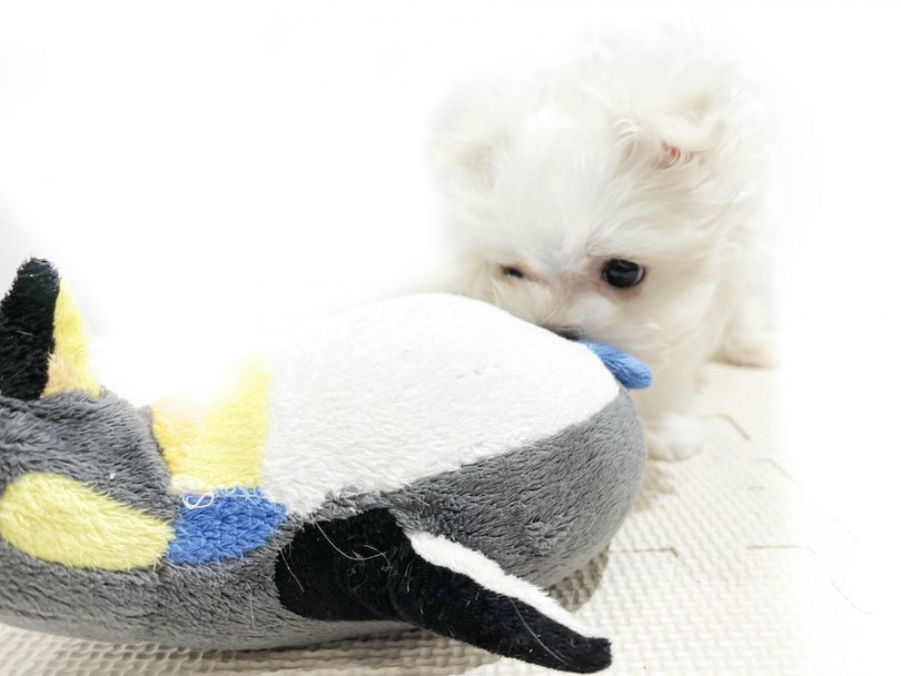 ペンギンさんがとても気に入ったご様子 | マルチーズ （11889） - 横浜 白楽店