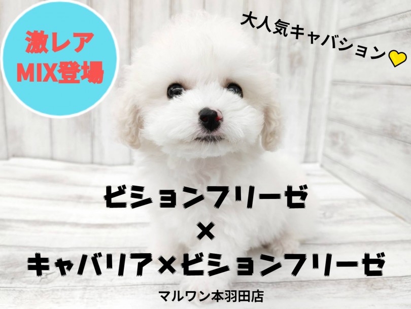 【 MIX 】ビションフリーゼ×キャバションの最強ミックス犬が登場！！