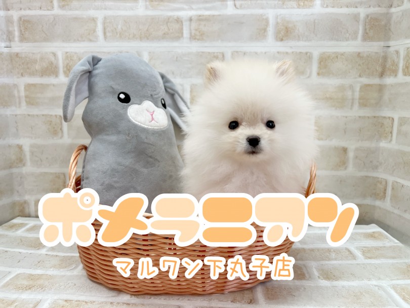 【 ポメラニアン 】クリスマスイブ生まれのふわふわ天使が舞い降りた！