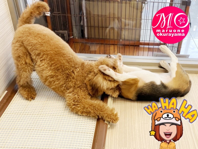 猫ちゃんとも上手に付き合えます♪ | トイ・プードル （6131094） - 横浜 大倉山店