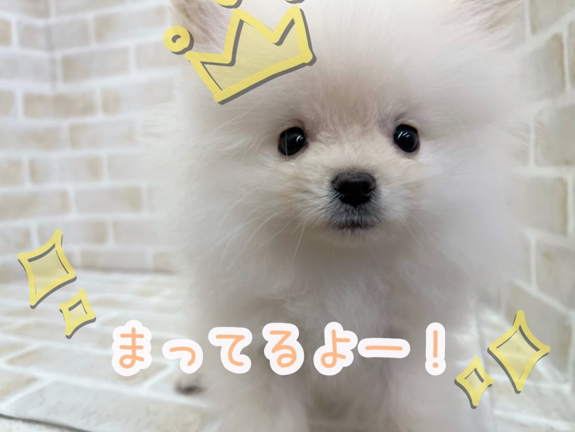 ポメラニアンくんとのこの出会い、まずは実際に見て触れてみないと始まりません! | ポメラニアン (116676) - 下丸子店