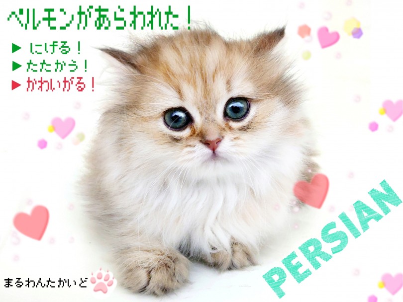 【 ペルシャ 】コンパクトな部屋でもお迎え可能！チンチラゴールデンの男の子！