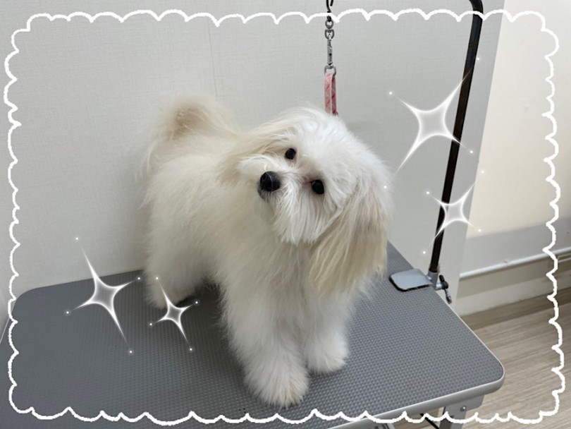 容姿はポメラニアン譲りのポメプー君 | MIX犬 ポメプー （312050） - 横浜 港北ニュータウン店
