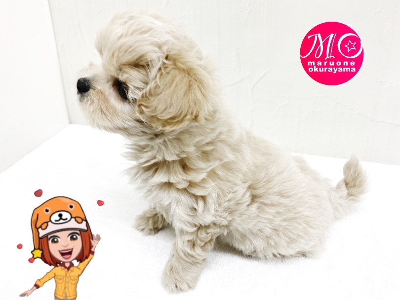 愛らしいお顔をより際立たせる長いまつげ！ | MIX犬 ペキプー （6131149） - 横浜 大倉山店