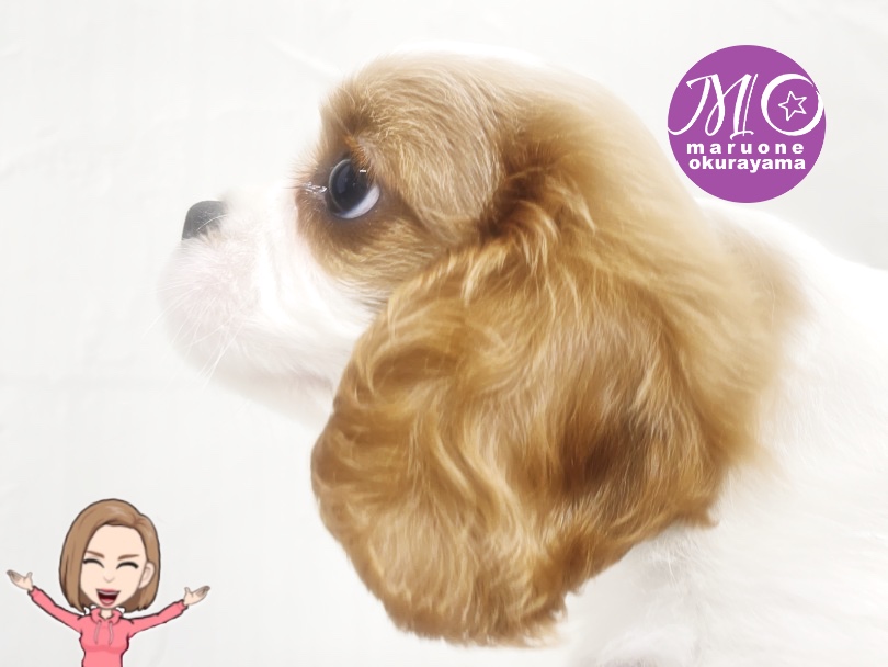 ウェーブヘア素敵でしょ♡ | キャバリア・キングチャールズ・スパニエル （6131144） - 横浜 大倉山店