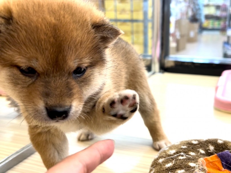 忠実で人懐っこい愛らしいパートナー | 柴犬 （119323） - 梅島店