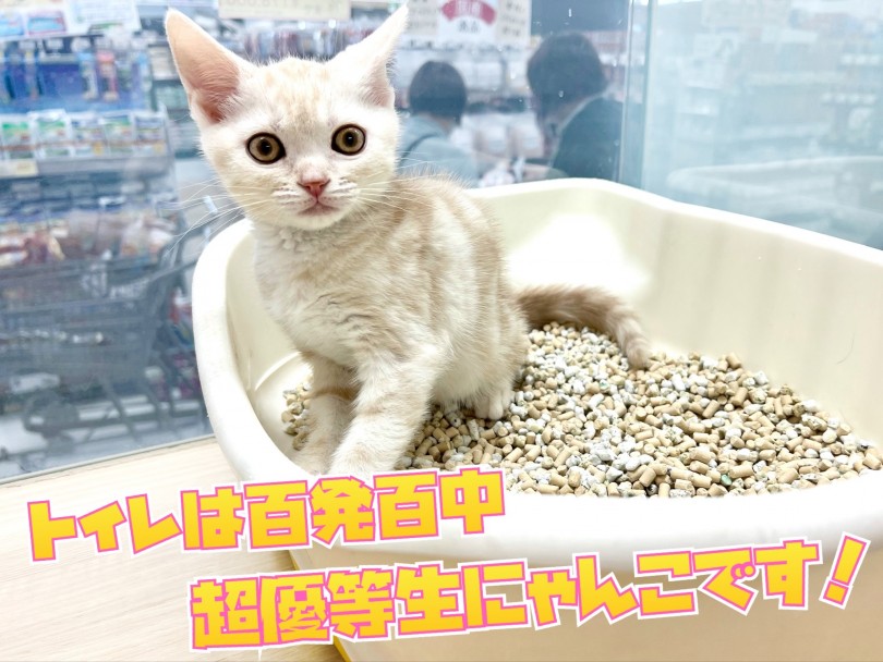 トイレトレーニング | スコティッシュフォールド （119318） - 梅島店