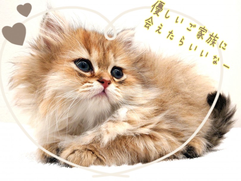 実際に会ったらアナタもペルシャ沼にどどーんとハマってしまうかも | ペルシャ （130413） - 高井戸店