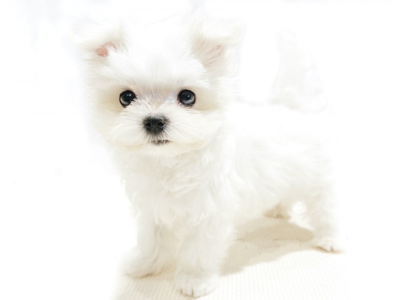 超小型犬のチワワ、ヨークシャテリアと同程度のサイズ | マルチーズ （11889） - 横浜 白楽店
