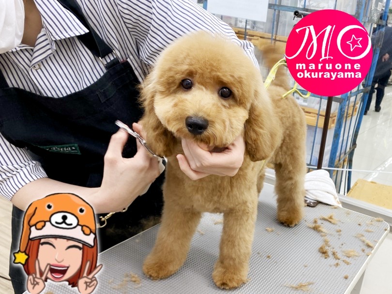 初めての方に育てやすいポイント盛りだくさん！ | トイ・プードル （6131094） - 横浜 大倉山店
