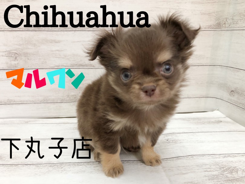 【 チワワ 】両親の体重3kg未満！童顔で天使顔の小さめチワワの男の子が新登場！