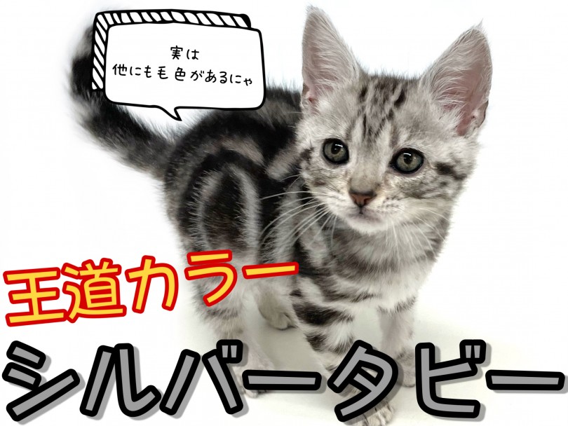 王道毛色『シルバータビー』 | アメリカンショートヘア （150278） - 東川口店