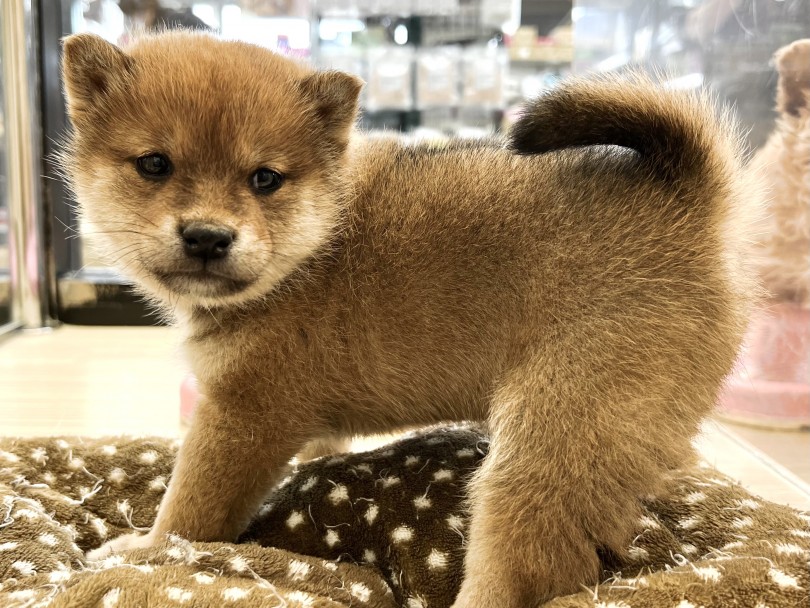 がっしりとした日本犬らしい丈夫な身体つき | 柴犬 （119323） - 梅島店