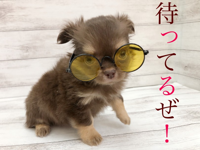 イケメンワンコがお待ちしております | チワワ （116687） - 下丸子店