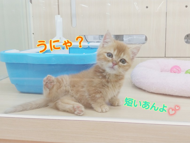 短いあんよが可愛い！！ | マンチカン （413090） - さいたま 武蔵浦和店