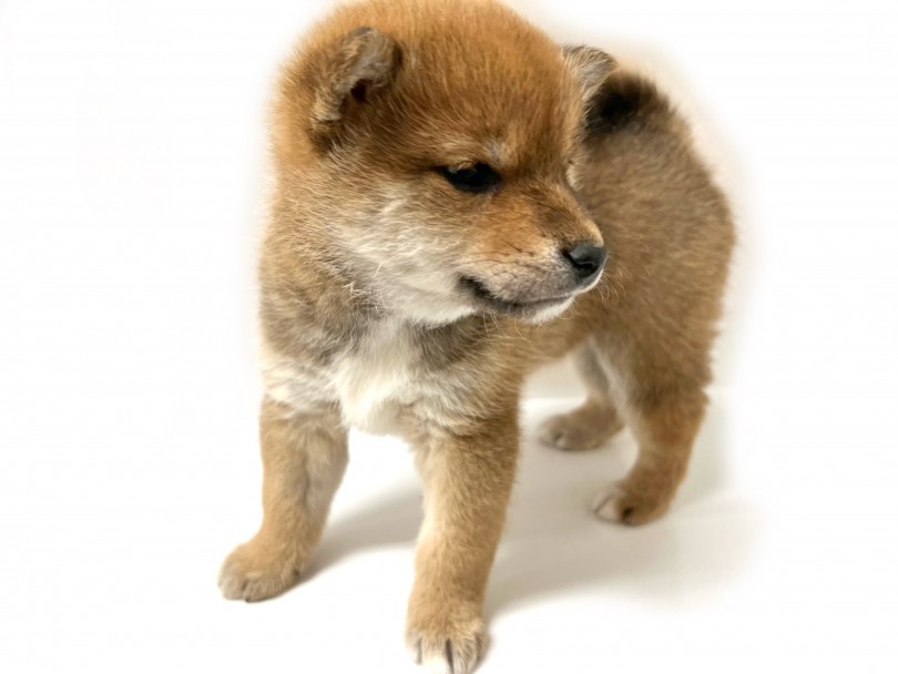 お鼻の長さも比較的短く、マズルがかなり太目！ | 柴犬 （119323） - 梅島店