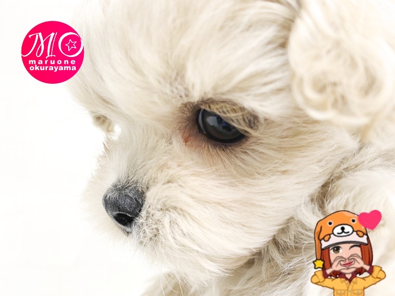 個人的にイチオシなポイント♪くるんと目尻に伸びた長いまつげ！ | MIX犬 ペキプー （6131149） - 横浜 大倉山店