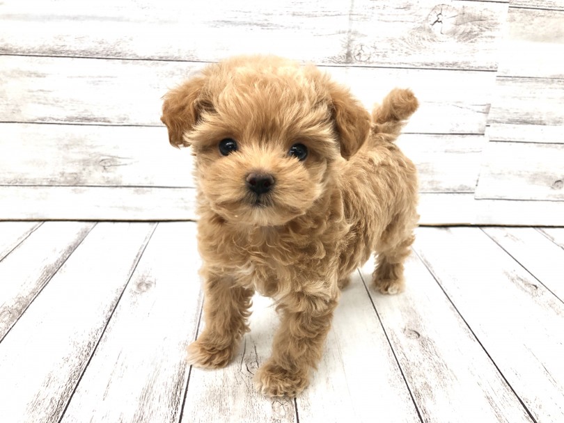是非今度の休みは本羽田店へ会いにお越し下さい | MIX犬 チワプー (512791) - 本羽田店
