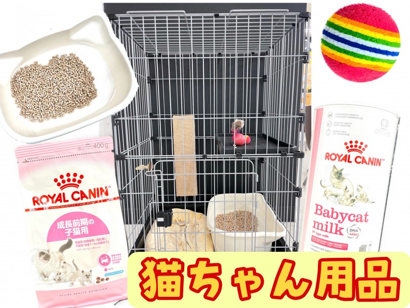 1度スコティッシュちゃんに会いにマルワン東川口店へご来店ください | スコティッシュフォールド （119318） - 梅島店
