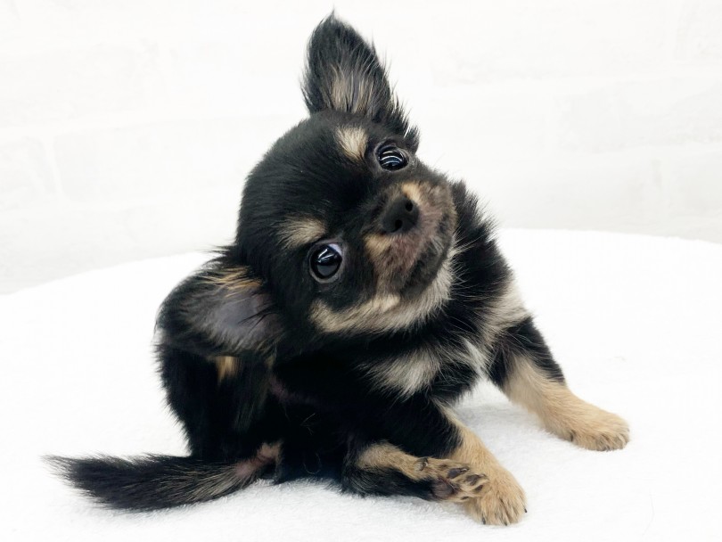 初めてや多頭飼いを問わず、わんことの生活を考えている全ての方に一度は検討して頂きたい子です | チワワ （014423） - 東日暮里店