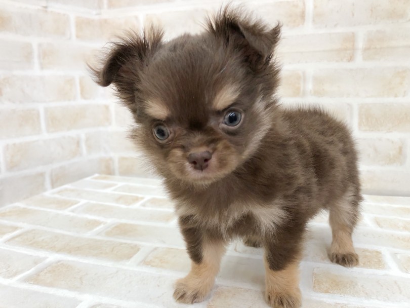 チョコタンの子犬ちゃんっていい匂いがしそう | チワワ （116687） - 下丸子店