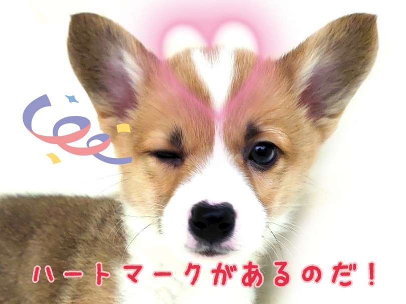 もう一つのチャームポイント 顔の真ん中に入った白い模様！ | ウェルシュコーギーペンブローク （130424） - 高井戸店