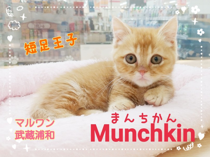【 マンチカン 】短足猫の激かわ王子！マンチカンとの生活で気を付けるポイント！