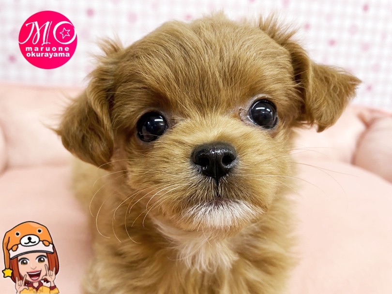 潤んだ瞳とお顔立ちはチワワっぽさあり！ | MIX犬 チワプー （6131153） - 横浜 大倉山店