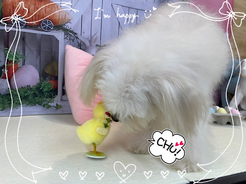 ワンコさんに優しいポメプーくん | MIX犬 ポメプー （312050） - 横浜 港北ニュータウン店