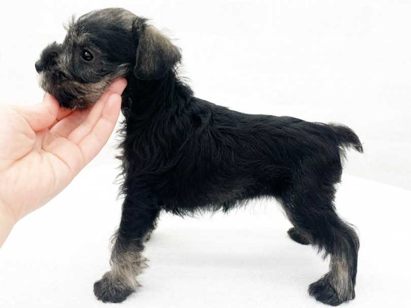 運動神経は抜群な犬種 | ミニチュア・シュナウザー （014421） - 東日暮里店