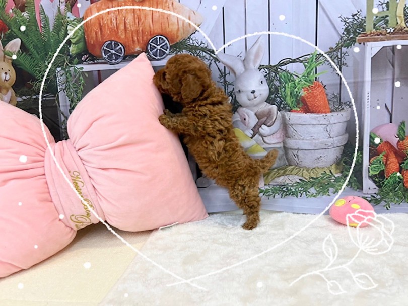 生後63日で完璧な可愛さ | トイ・プードル （312085） - 横浜 港北ニュータウン店