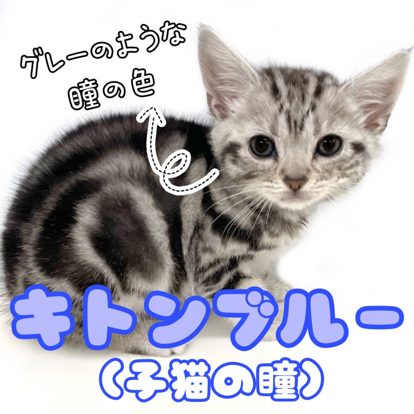 瞳の色はキトンブルー | アメリカンショートヘア （150278） - 東川口店
